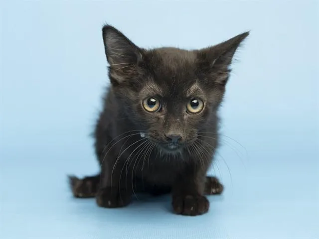 A baby small-sized female Domestic Short Hair cat named Mister Krabs for adoption in Phoenix, AZ