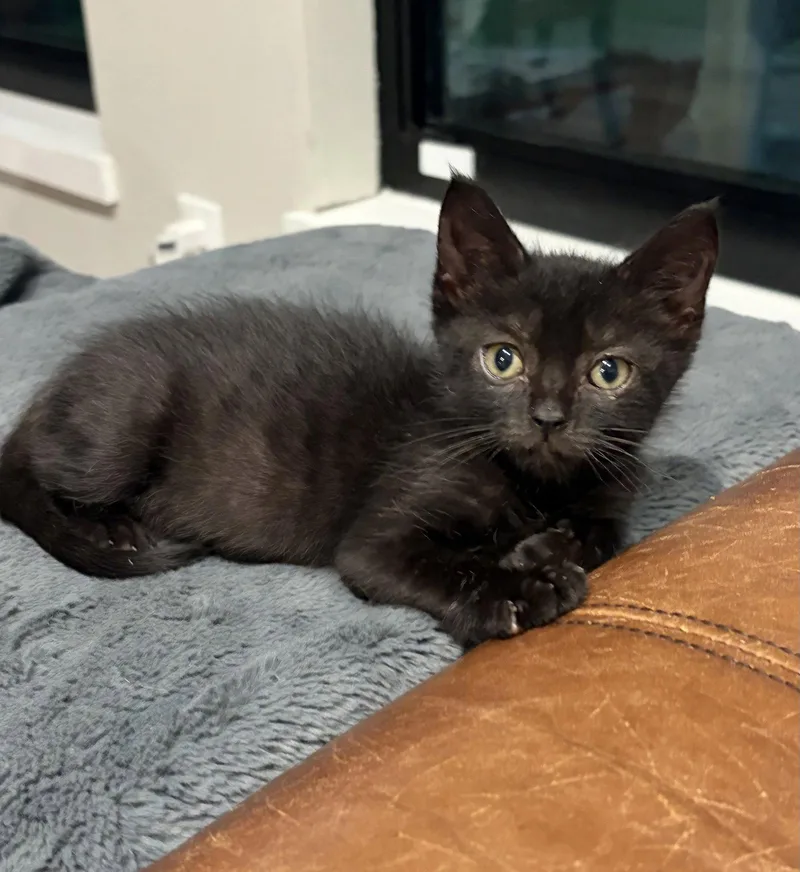 A baby medium-sized male Black Domestic Short Hair cat named Anton for adoption in Orlando, FL
