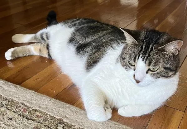 An adult medium-sized female Domestic Short Hair cat named Mimi for adoption in Staten Island, NY