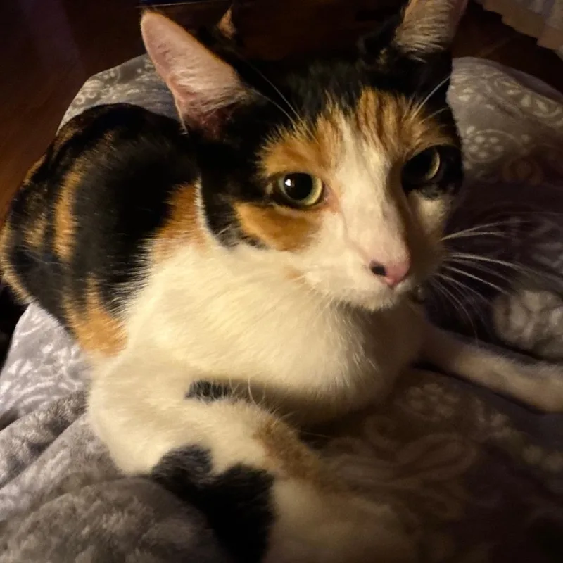 An adult small-sized female Calico Domestic Short Hair cat named Lovey for adoption in Lake Jackson, TX