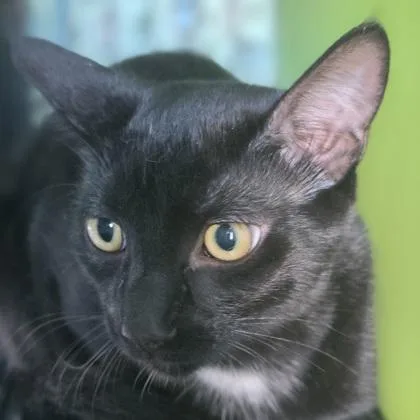 A baby small-sized male Domestic Medium Hair cat named Noche for adoption in Verona, WI