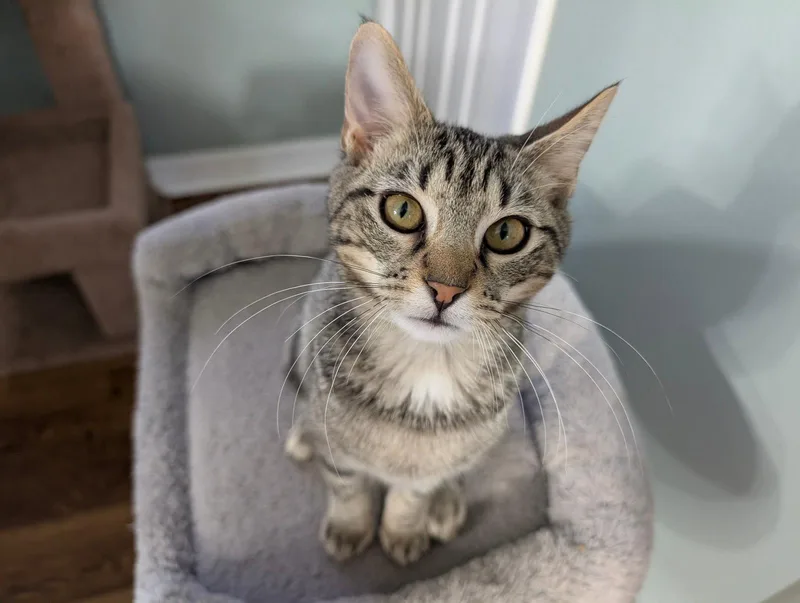 A young small-sized male Tabby cat named Whiskey for adoption in Capshaw, AL