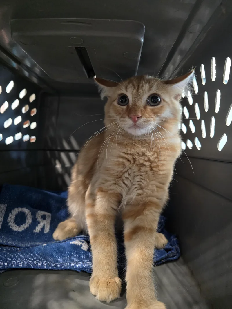 An adult medium-sized male Domestic Medium Hair cat named Neal for adoption in Chatsworth, CA