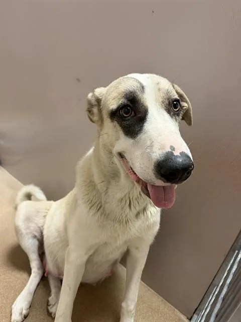 A young large-sized female Anatolian Shepherd dog named Noodle for adoption in San Jose, CA