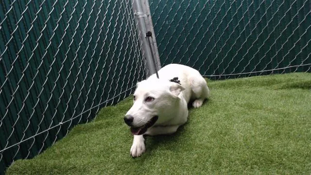 A young medium-sized female Labrador Retriever dog named Pearl for adoption in Downey, CA