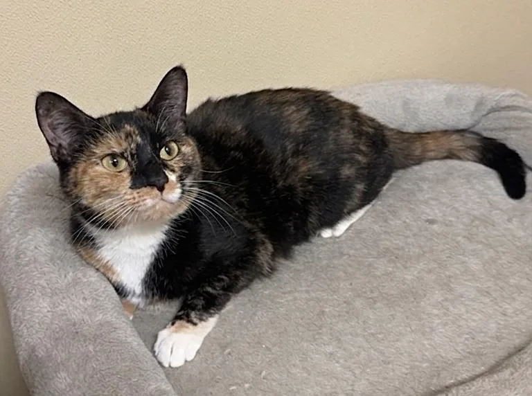 An adult medium-sized female Tortoiseshell Domestic Short Hair cat named Viola for adoption in Kearneysville, WV