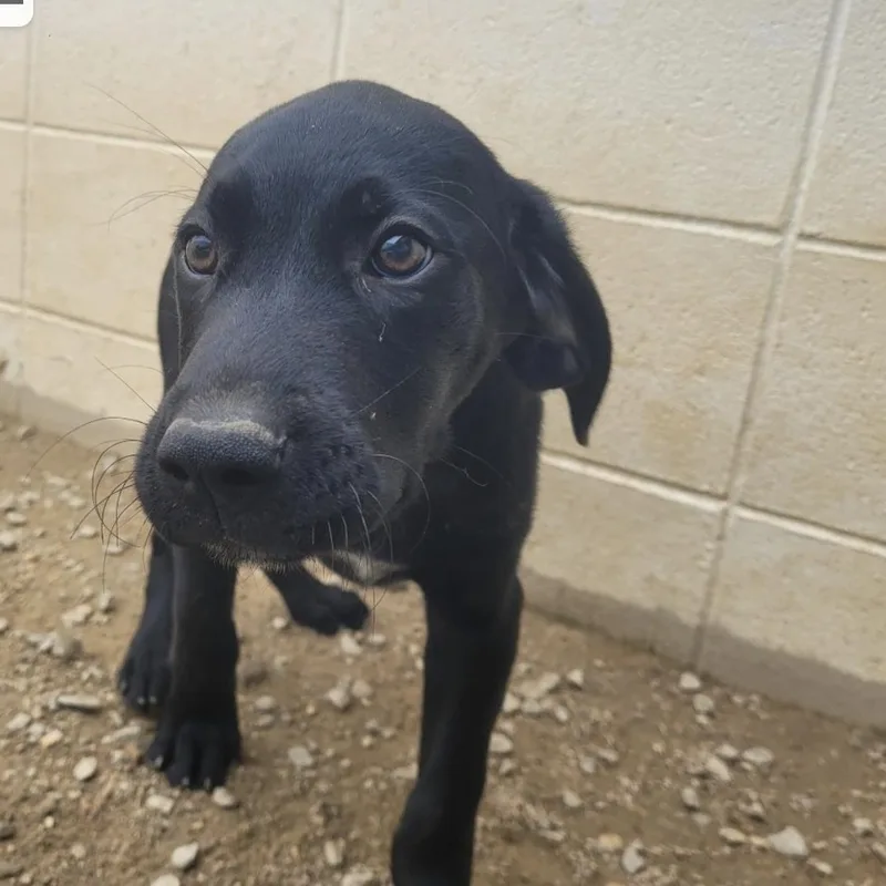 A baby medium-sized male Black Labrador Retriever dog named Mash for adoption in Cumberland, RI