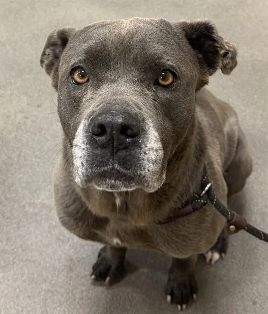 A young large-sized female Cane Corso dog named Lavinia for adoption in Upper Marlboro, MD