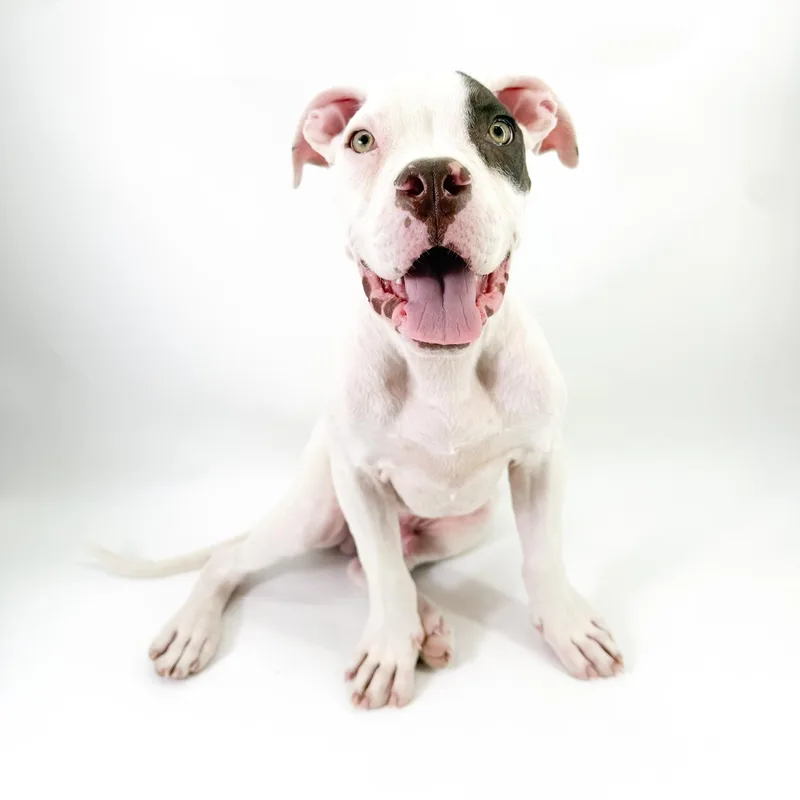 A young large-sized male White / Cream Boxer dog named Benny for adoption in Scottsdale, AZ