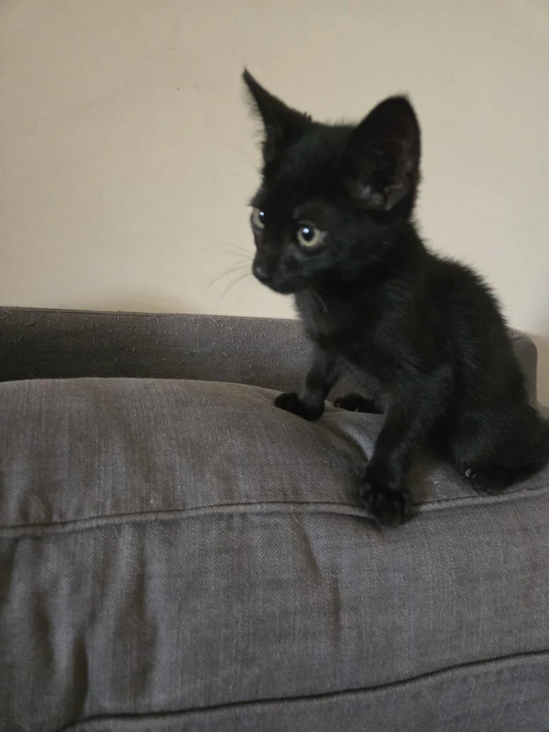 A baby small-sized male Black Domestic Short Hair cat named Dolphin for adoption in Philadelphia, PA