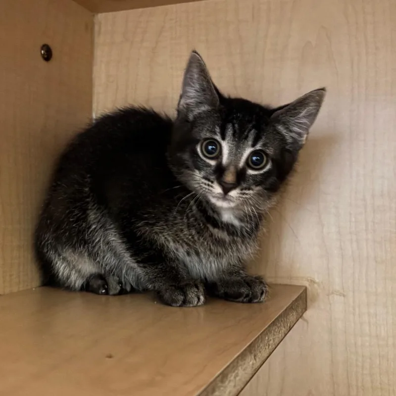 A baby small-sized male Brown / Chocolate Domestic Short Hair cat named Irwin for adoption in Washington Township, OH