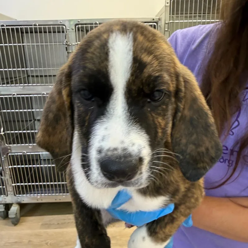 A baby medium-sized male Plott Hound dog named Zeus for adoption in Cumming, GA