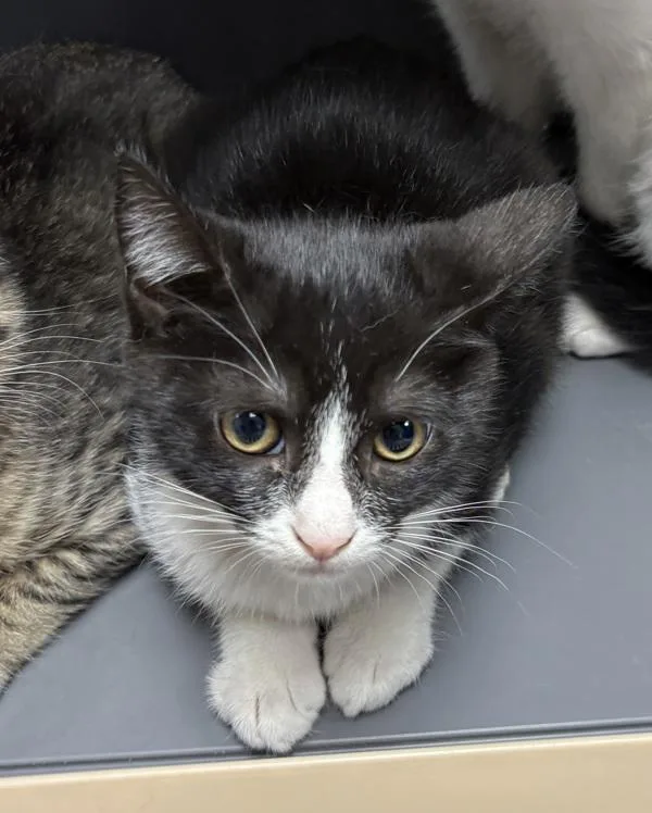 A baby small-sized female Domestic Short Hair cat named Nf Poppy for adoption in Lawrenceville, GA