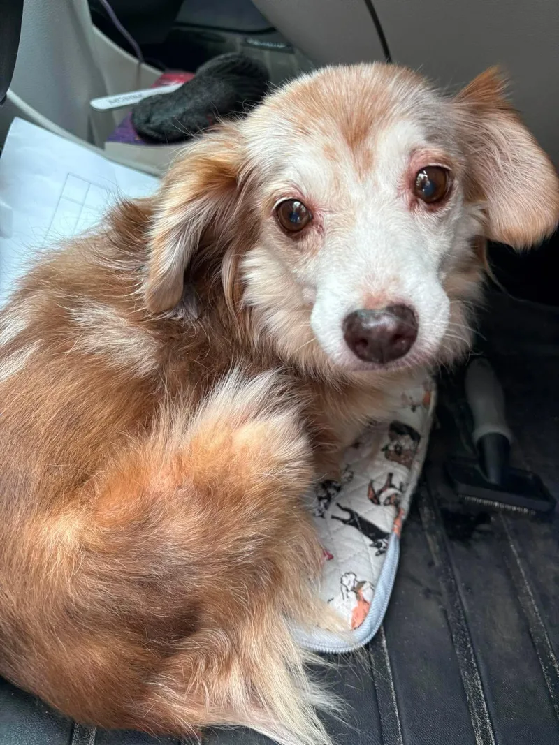 A young medium-sized female Mixed Breed dog named Debbie for adoption in Mount Pleasant, SC