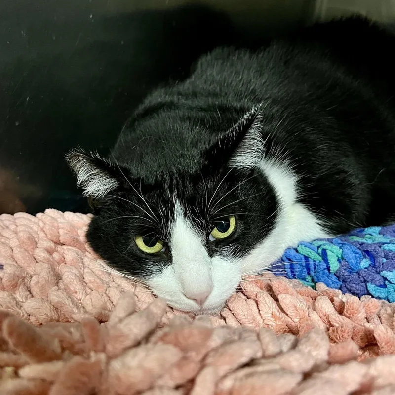 An adult extra large-sized female Black Domestic Short Hair cat named Baby for adoption in Morgan Hill, CA