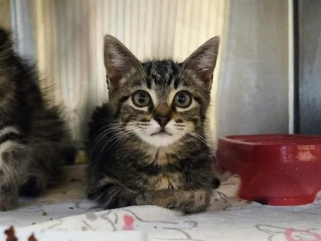 A baby small-sized female Domestic Short Hair cat named Tipper for adoption in Martinez, CA