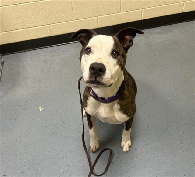 An adult large-sized male Pit Bull Terrier dog named Gumbo for adoption in Denver, CO