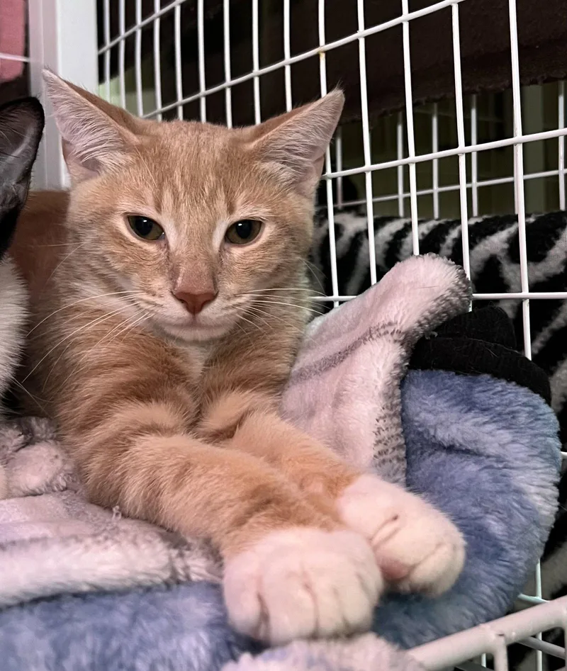 A young medium-sized male Orange & White Domestic Short Hair cat named Tater for adoption in Blasdell, NY
