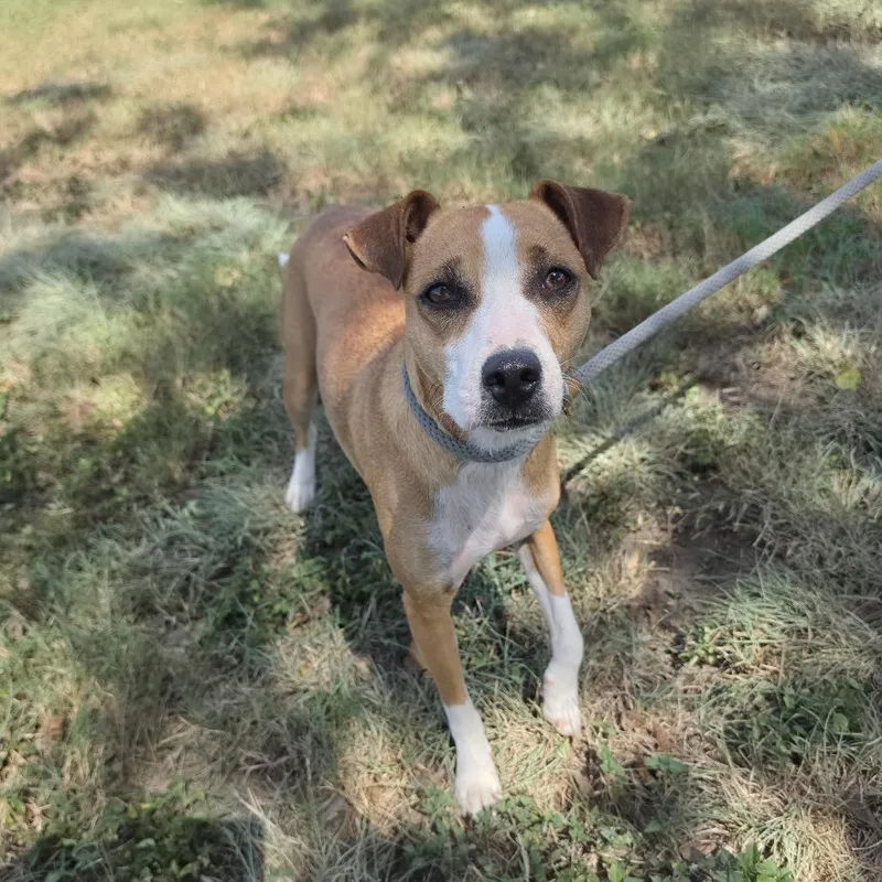 A young medium-sized female Basenji dog named Cashew JuM for adoption in Austin, TX