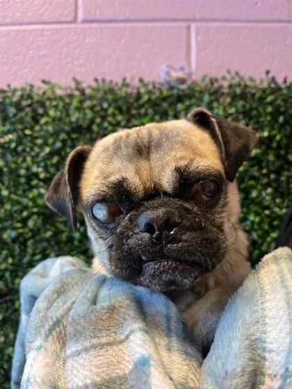 An adult small-sized male Yellow / Tan / Blond / Fawn Pug dog named 61289325 for adoption in El Paso, TX