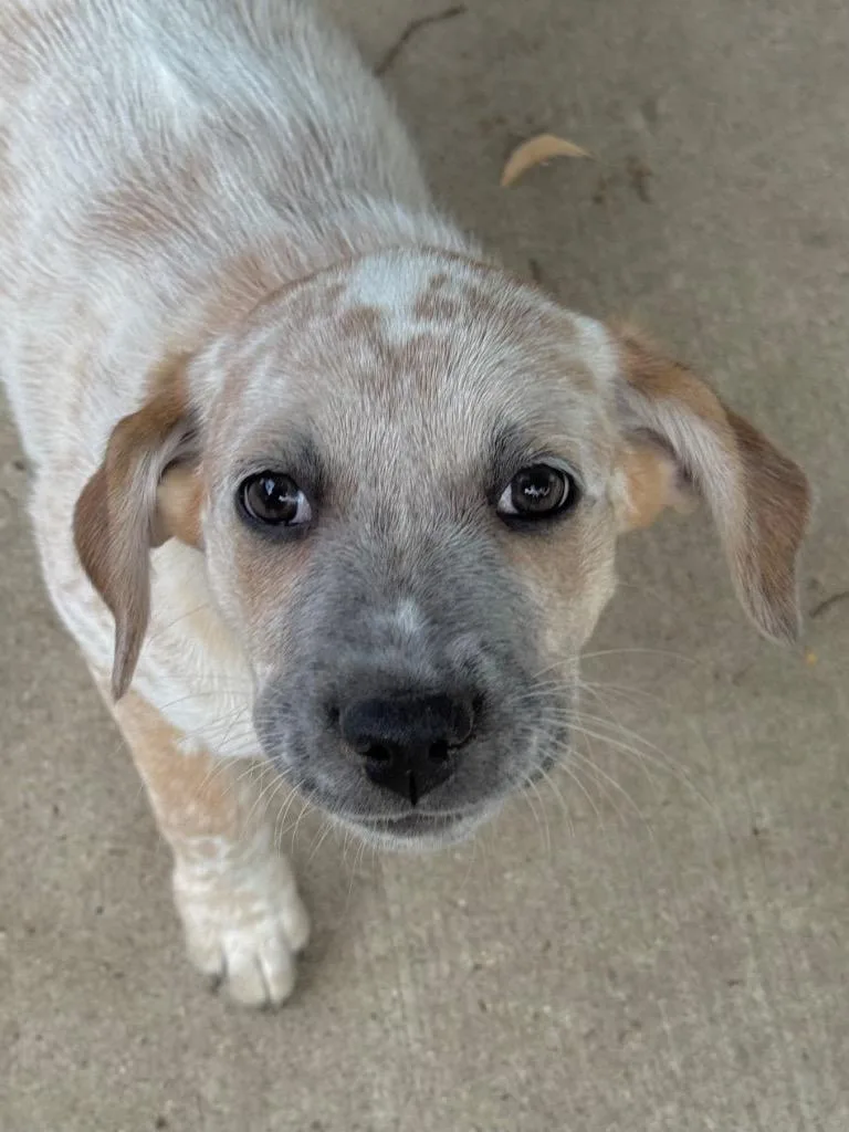A baby medium-sized female Australian Cattle Dog / Blue Heeler dog named Adelpha for adoption in Fort Lupton, CO