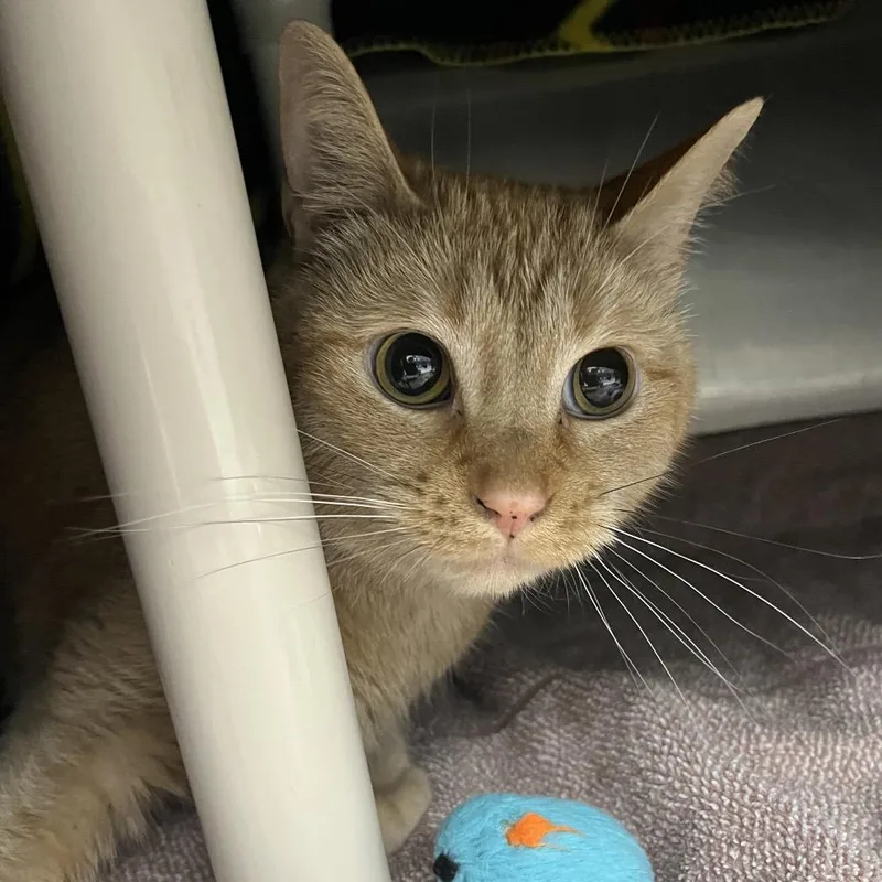 An adult large-sized male Orange / Red Domestic Short Hair cat named Barley for adoption in Fort Wayne, IN
