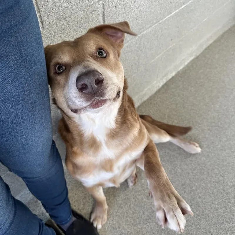 An adult large-sized male Yellow / Tan / Blond / Fawn Mixed Breed dog named Tanner Blue for adoption in Columbus, NC