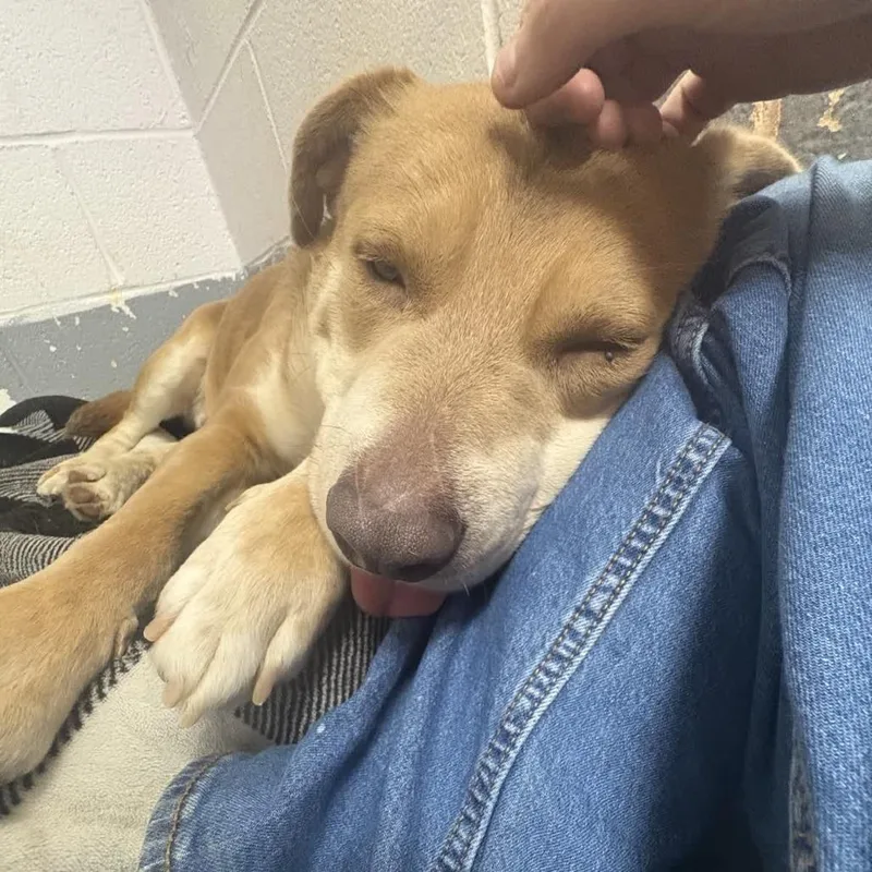 Tanner Blue thumbnail 2