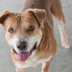 Tanner Blue thumbnail 3