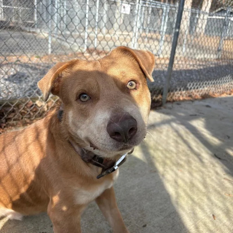 Tanner Blue thumbnail 5