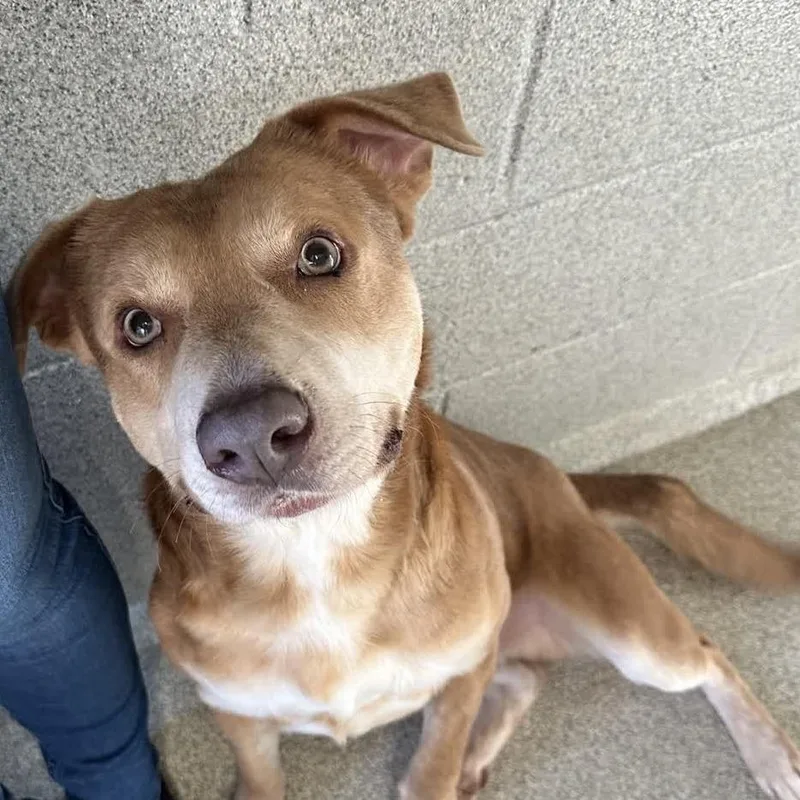 Tanner Blue thumbnail 6