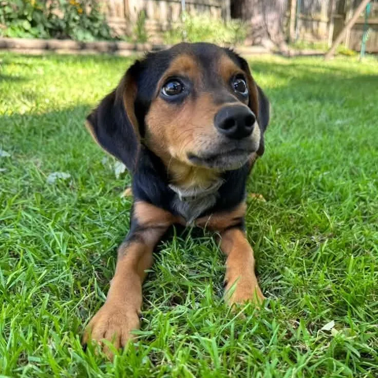 A young medium-sized male Mixed Breed dog named Mc for adoption in Racine, WI