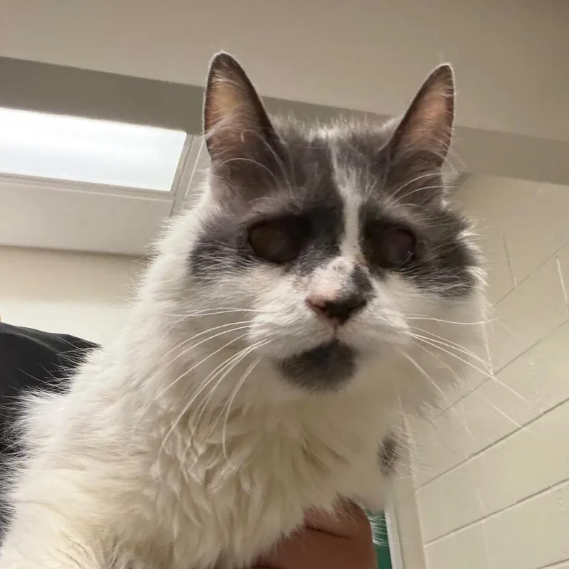 A senior medium-sized female Gray / Blue / Silver Domestic Medium Hair cat named Carrie for adoption in Reno, NV