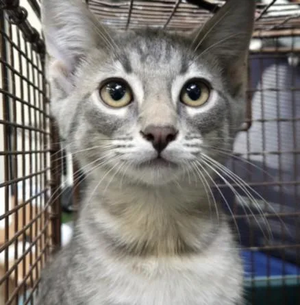 A baby small-sized male Domestic Short Hair cat named Sisig for adoption in Los Angeles, CA