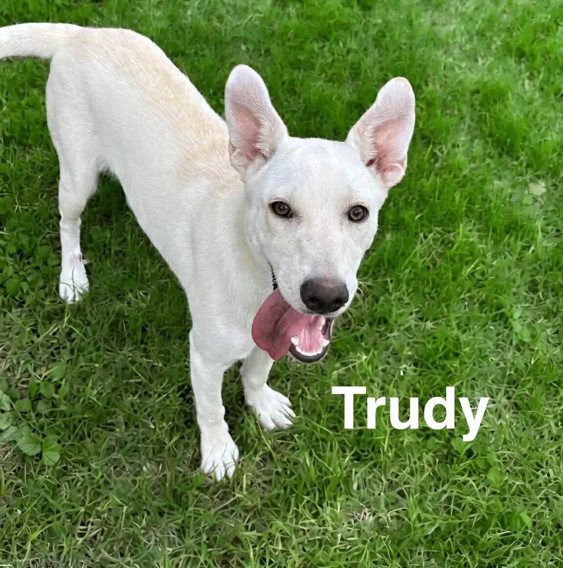 Trudy thumbnail 2