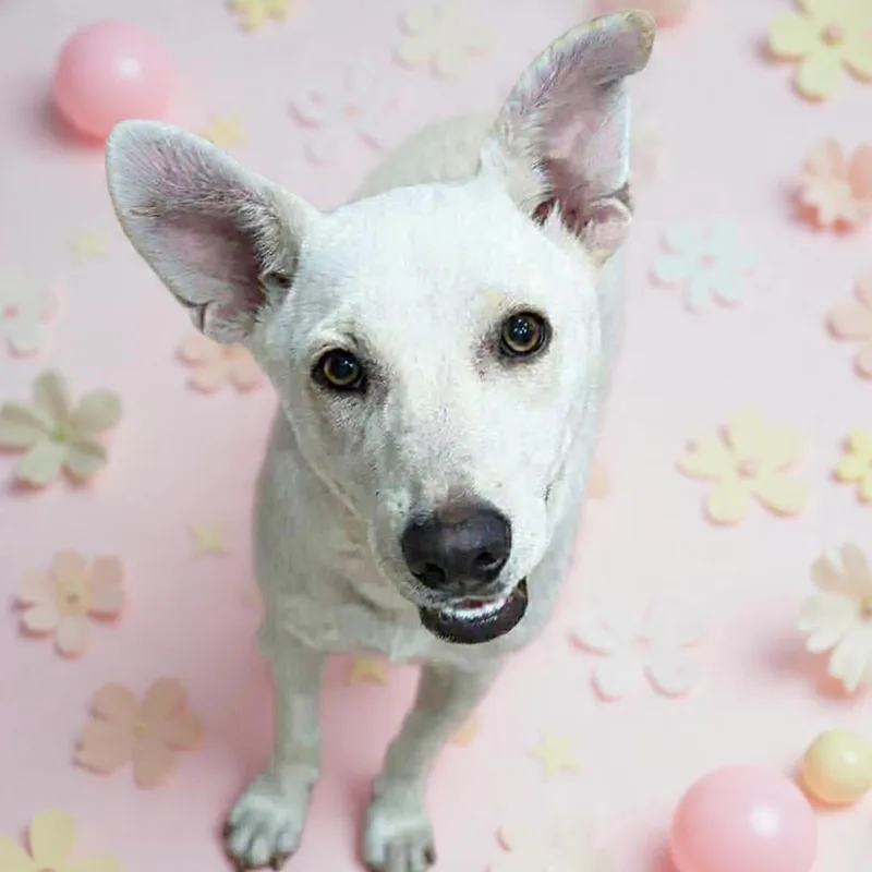 A young medium-sized female White / Cream Husky dog named Trudy for adoption in San Antonio, TX