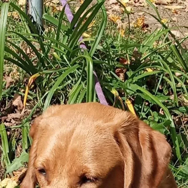 A young large-sized male Red / Chestnut / Orange Labrador Retriever dog named Charlie for adoption in Jay, NY