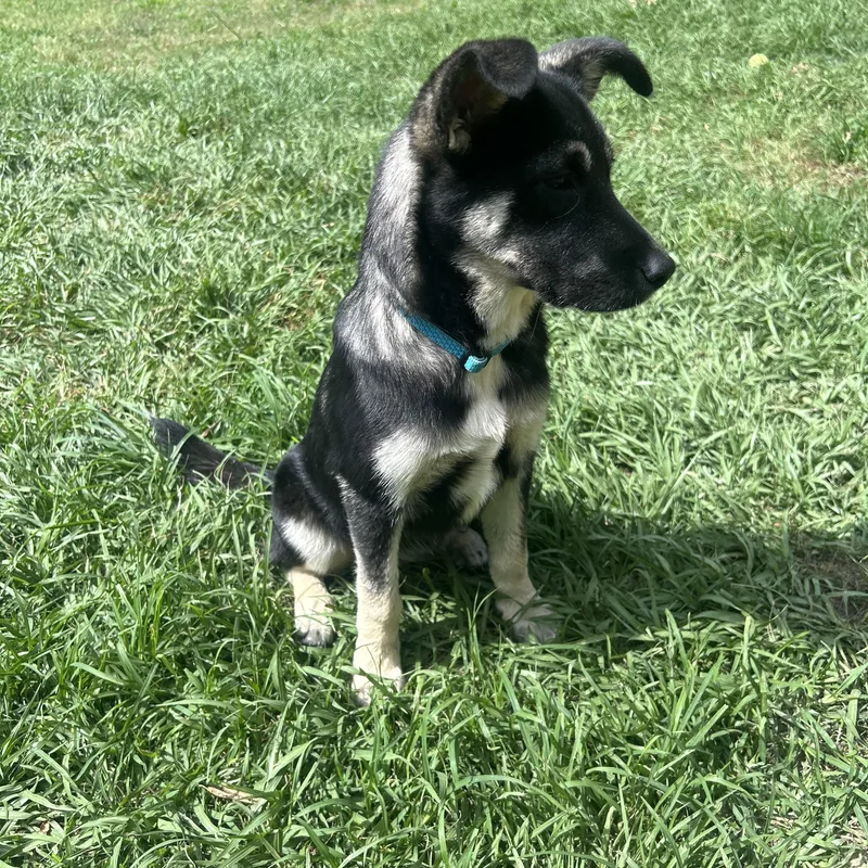 Princess Mononoke thumbnail 2