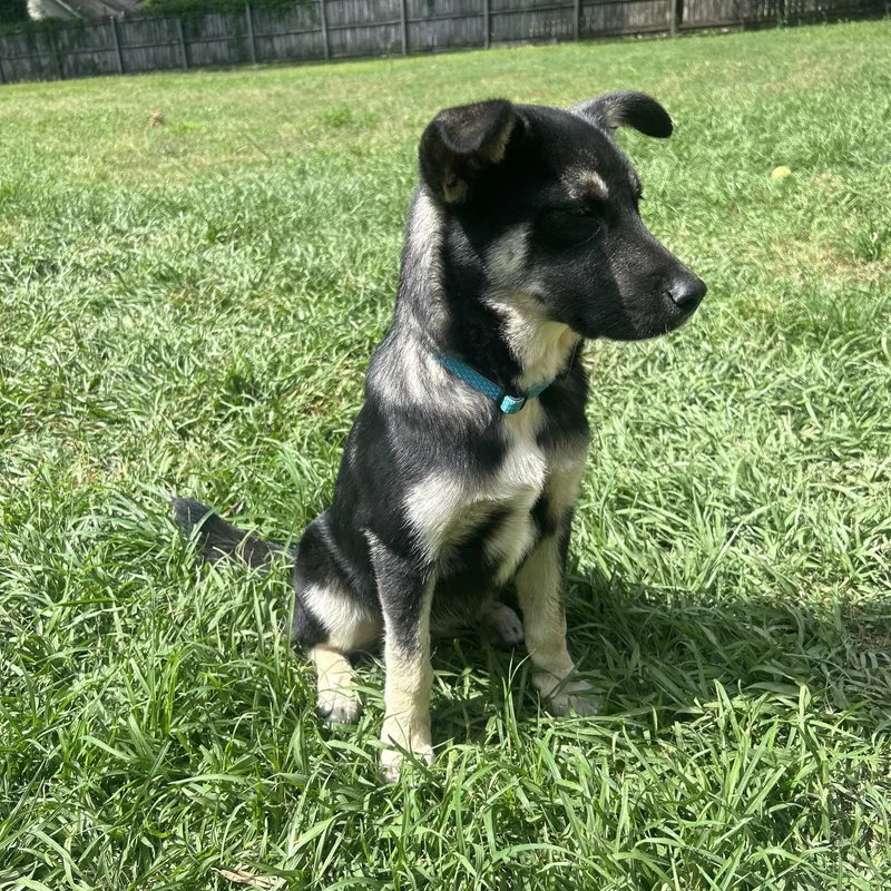 Princess Mononoke thumbnail 4