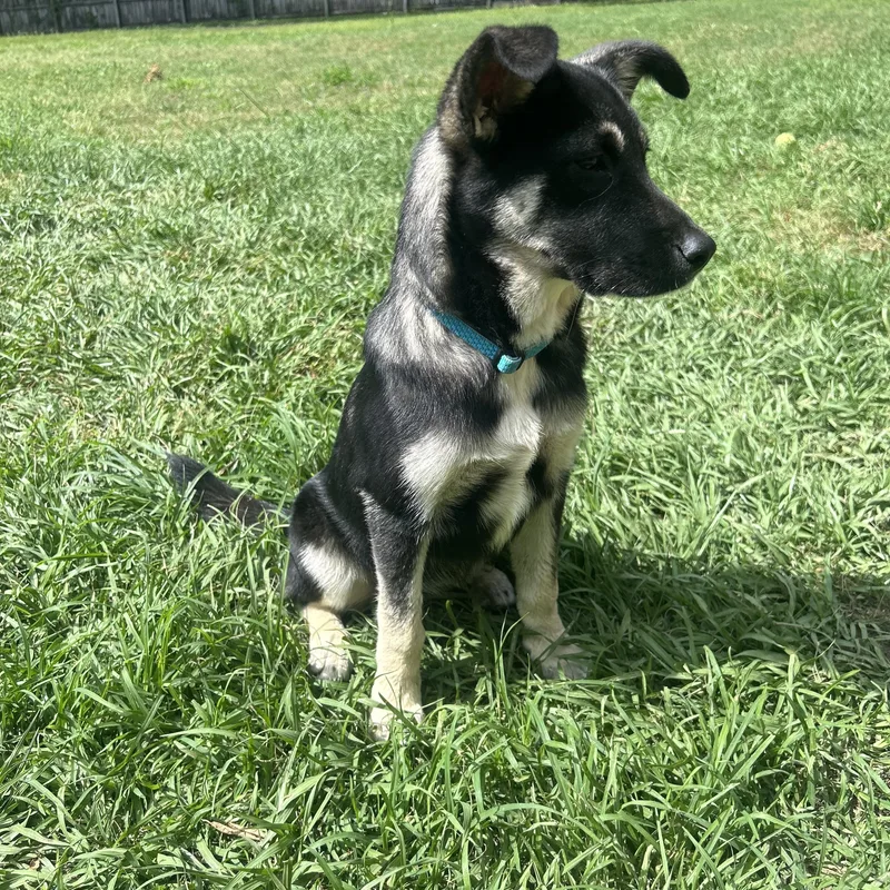 Princess Mononoke thumbnail 5