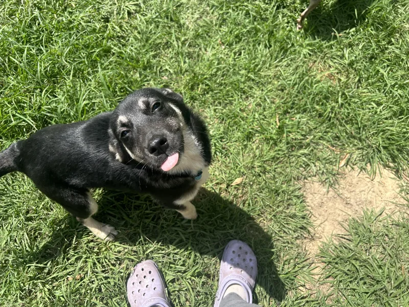 Princess Mononoke thumbnail 6