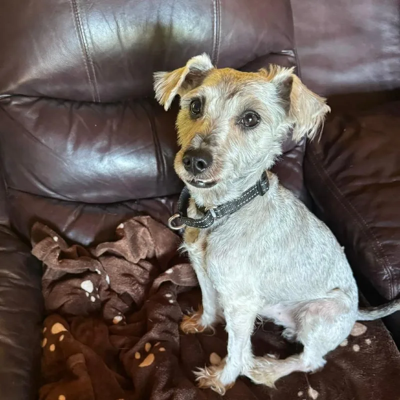 A young small-sized male Gray / Blue / Silver Mixed Breed dog named Carlos for adoption in Fredericksburg, VA