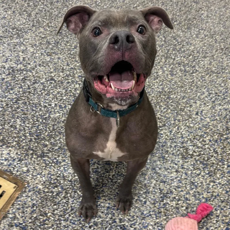 An adult large-sized male Mixed Breed dog named Zeus for adoption in Fairport, NY