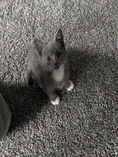 A baby small-sized male Domestic Short Hair cat named Wybie for adoption in Charlotte, NC