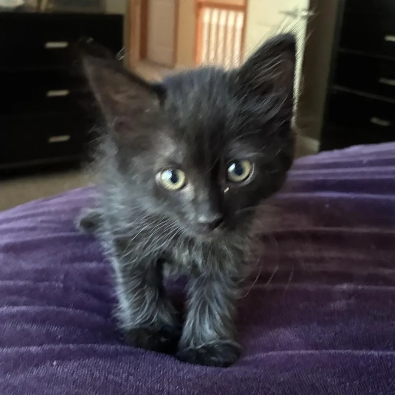 A baby small-sized female Domestic Medium Hair cat named Soot for adoption in Tacoma, WA