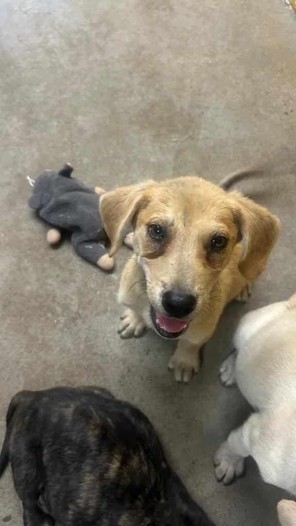 A baby medium-sized male Mixed Breed dog named Tanner for adoption in Murray, KY