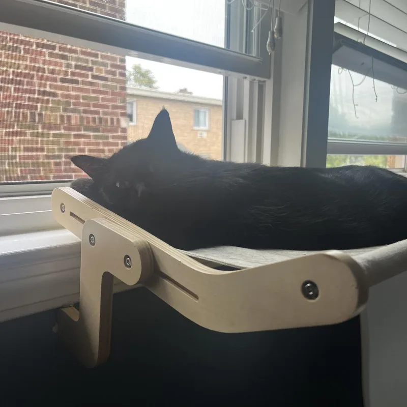 An adult medium-sized female Black Domestic Short Hair cat named Monsoon for adoption in Evanston, IL