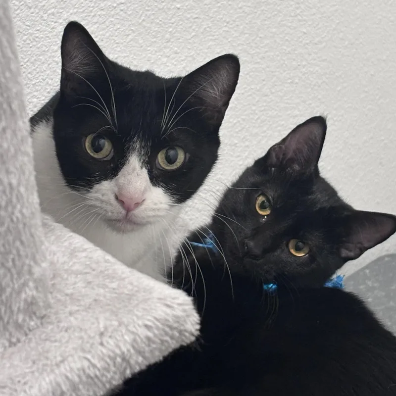 An adult medium-sized female Black & White / Tuxedo Domestic Short Hair cat named Stormy for adoption in Liverpool, TX