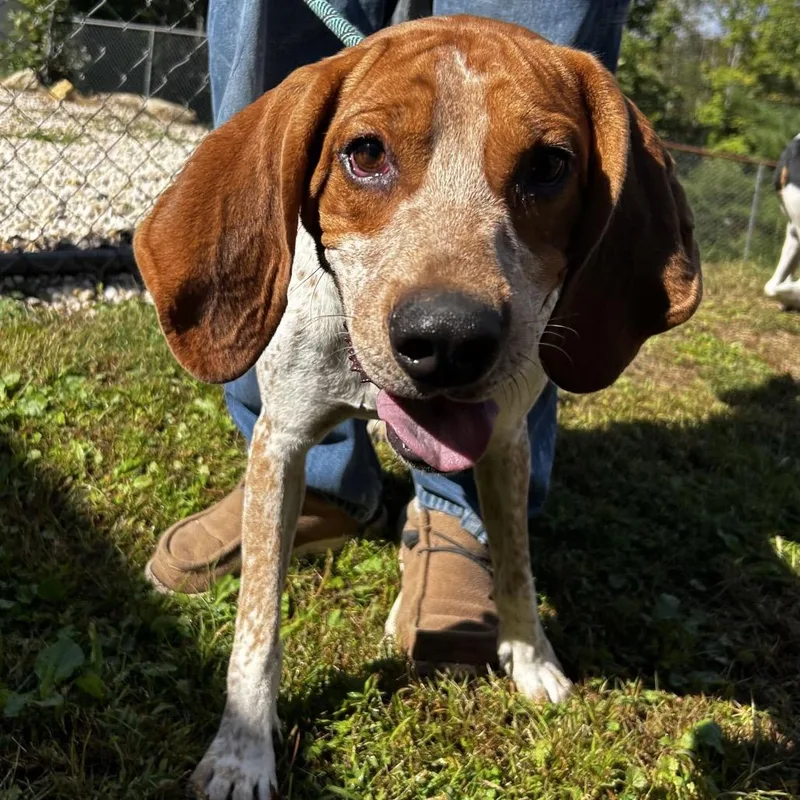 An adult medium-sized male Treeing Walker Coonhound dog named Phineas for adoption in Spruce Pine, NC