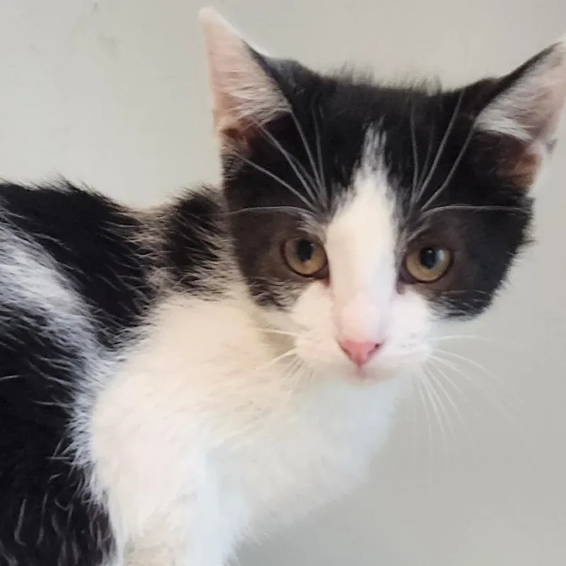 A baby small-sized male Black Domestic Short Hair cat named Reuben for adoption in Columbia Station, OH